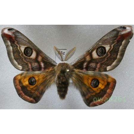 Saturnia pavonia (Linnaeus, 1758) male Poland84e